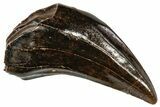 Rare, Fossil Pachycephalosaurus Fang (Incisor) - Montana #306529-1